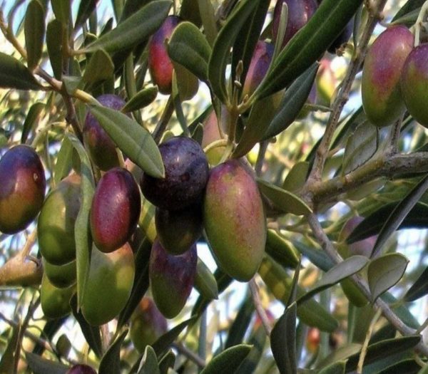 Manzalina Zeytinin Yağ Oranı: Doğru Yüzde ve Püf Noktaları - Kapak Görseli